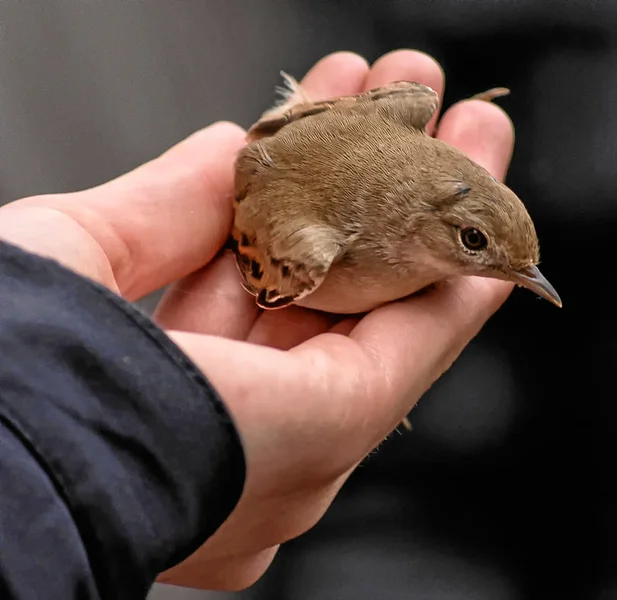 20120508-PICA9020-Bearbeitet.webp