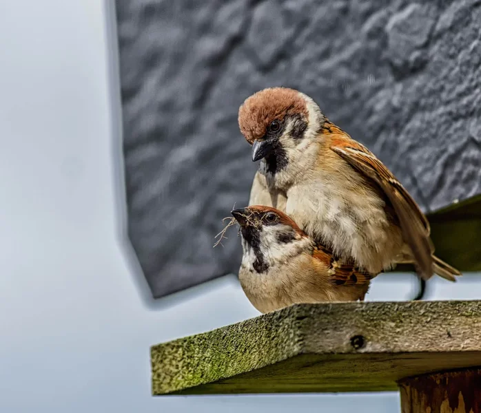 20120513-PICA0540-Bearbeitet.webp
