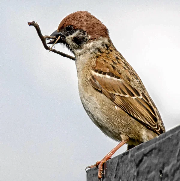 20120513-PICA0436-Bearbeitet.webp