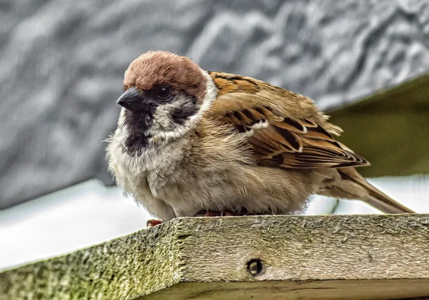 20120513-PICA0562-Bearbeitet-2.webp