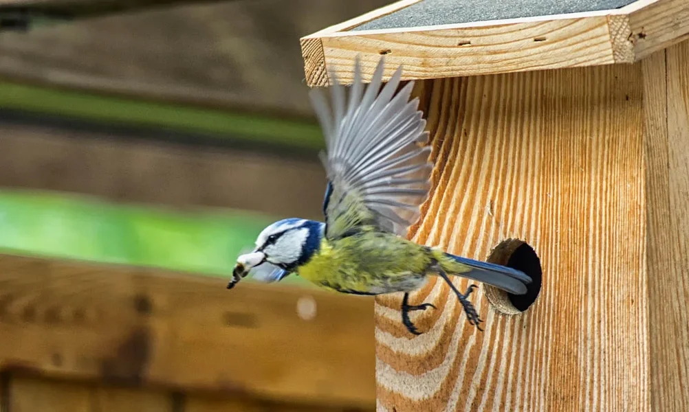 20120513-PICA0707-Bearbeitet.webp