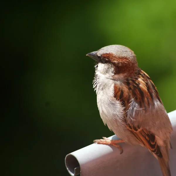 IMGP7341.webp
