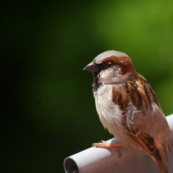 IMGP7342.webp