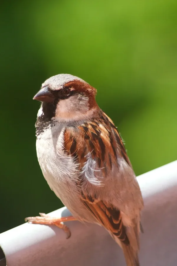 IMGP7344.webp