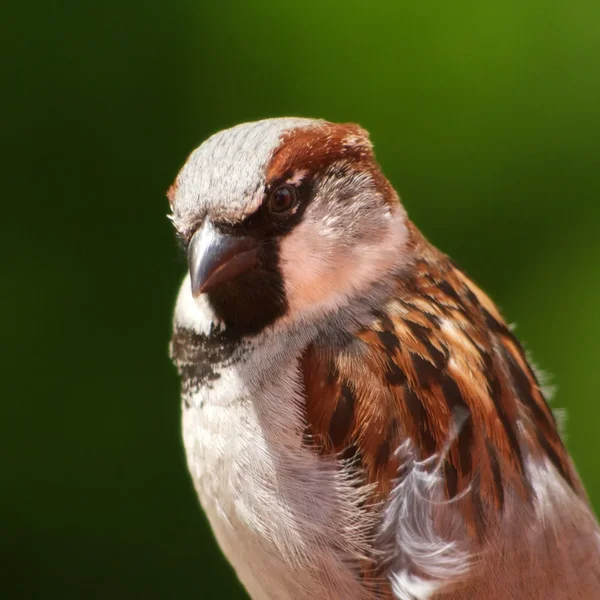 IMGP7350.webp
