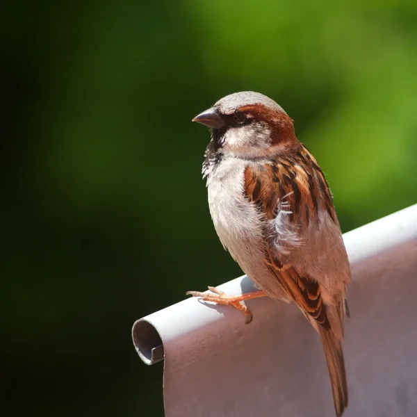 IMGP7355.webp