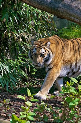 comp_Hagenbeck bearbeitet 63.jpg comp_Hagenbeck bearbeitet 63.jpg