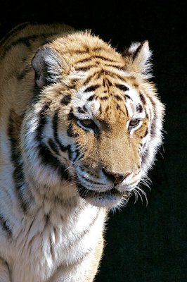 comp_Hagenbeck bearbeitet 74.jpg comp_Hagenbeck bearbeitet 74.jpg