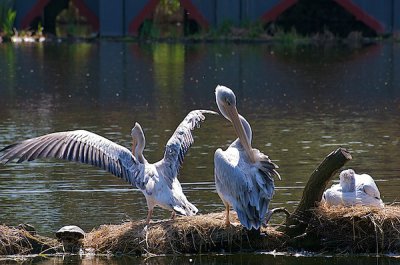 comp_Hagenbeck bearbeitet 87.jpg comp_Hagenbeck bearbeitet 87.jpg