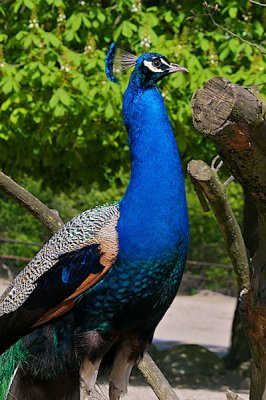 comp_Hagenbeck bearbeitet 95.jpg comp_Hagenbeck bearbeitet 95.jpg