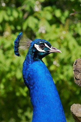 comp_Hagenbeck bearbeitet 96.jpg comp_Hagenbeck bearbeitet 96.jpg