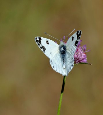 Pontia daplidice iberidice_20120514.JPG