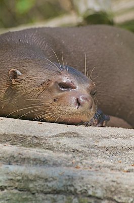 comp_Hagenbeck bearbeitet 105.jpg comp_Hagenbeck bearbeitet 105.jpg