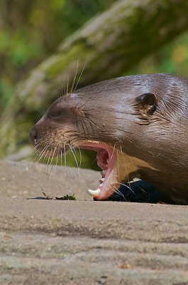 comp_Hagenbeck bearbeitet 106.jpg comp_Hagenbeck bearbeitet 106.jpg