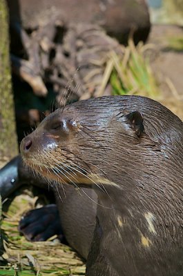 comp_Hagenbeck bearbeitet 108.jpg