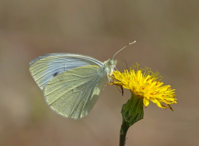 kleiner Kohlweissling (Pieris rapae)_20120515.JPG