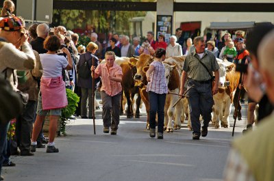 Viehabtrieb Mittenwald.jpg