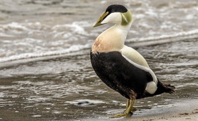 20120508-PICA8943-Bearbeitet.jpg 20120508-PICA8943-Bearbeitet.jpg