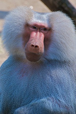 comp_Hagenbeck bearbeitet 113.jpg comp_Hagenbeck bearbeitet 113.jpg