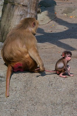 comp_Hagenbeck bearbeitet 129.jpg comp_Hagenbeck bearbeitet 129.jpg