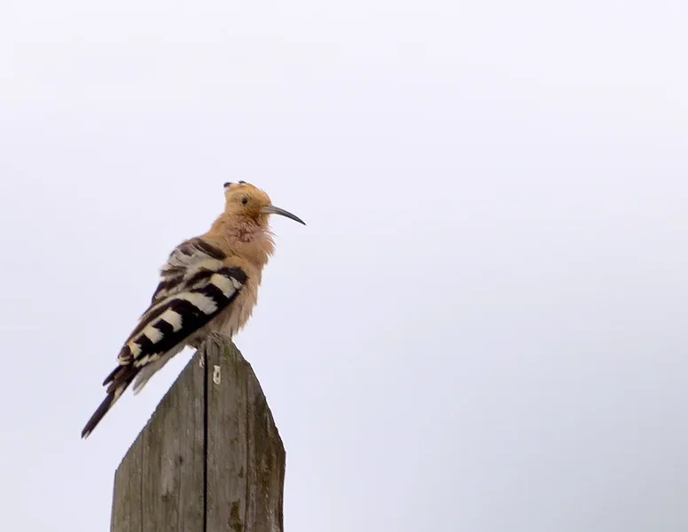Wiedehopf (Upupa epops)_1_20120516.webp