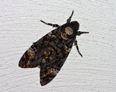 Totenkopfschwärmer_1_20120517.JPG