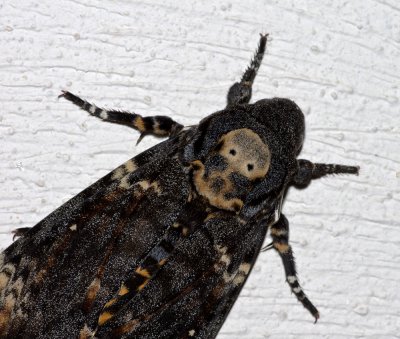 Totenkopfschwärmer_2_20120517.JPG
