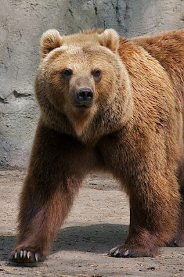 comp_Hagenbeck bearbeitet 135.jpg comp_Hagenbeck bearbeitet 135.jpg