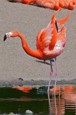 comp_Hagenbeck bearbeitet 145.jpg comp_Hagenbeck bearbeitet 145.jpg