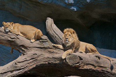 comp_Hagenbeck bearbeitet 152.jpg