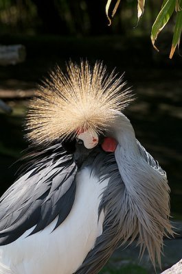 comp_Hagenbeck bearbeitet 162.jpg comp_Hagenbeck bearbeitet 162.jpg