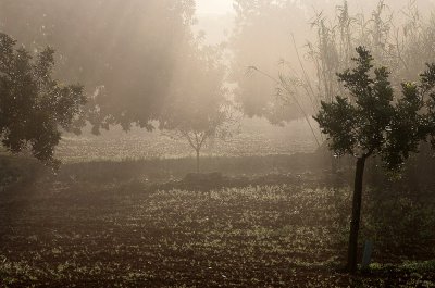 Morgennebel.jpg