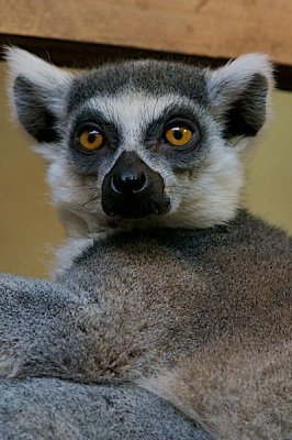 comp_Hagenbeck bearbeitet 173.jpg comp_Hagenbeck bearbeitet 173.jpg