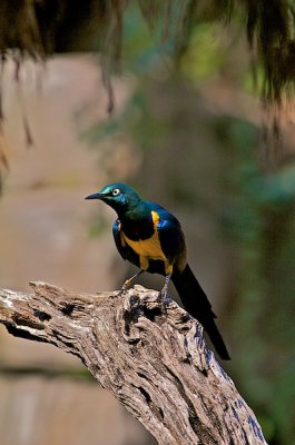 comp_Hagenbeck bearbeitet 197.jpg comp_Hagenbeck bearbeitet 197.jpg