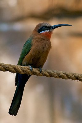 comp_Hagenbeck bearbeitet 201.jpg comp_Hagenbeck bearbeitet 201.jpg