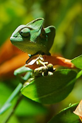 comp_Hagenbeck bearbeitet 226.jpg comp_Hagenbeck bearbeitet 226.jpg