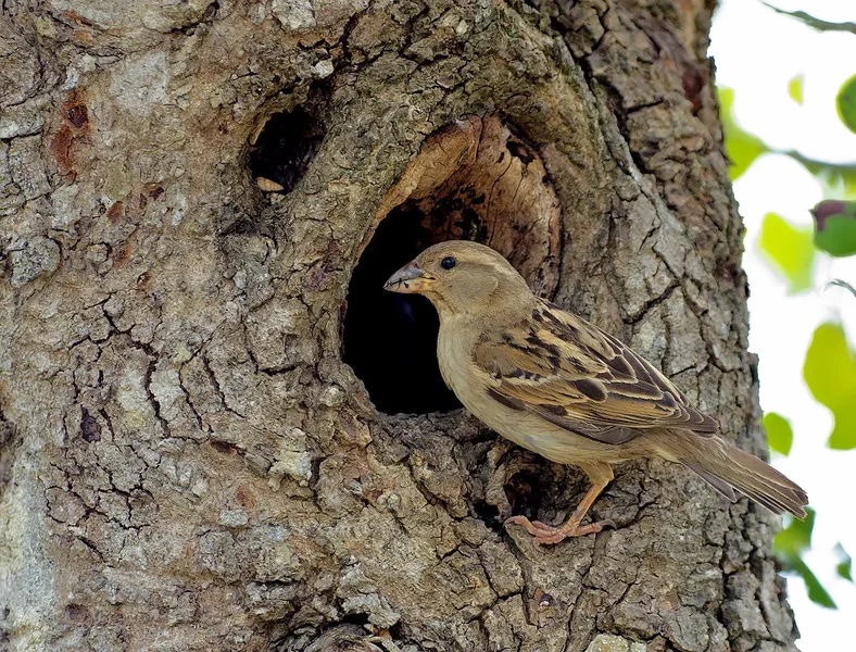 Spatz_1_20120519.webp