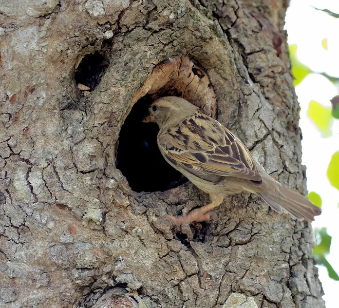 Spatz_2_20120519.webp