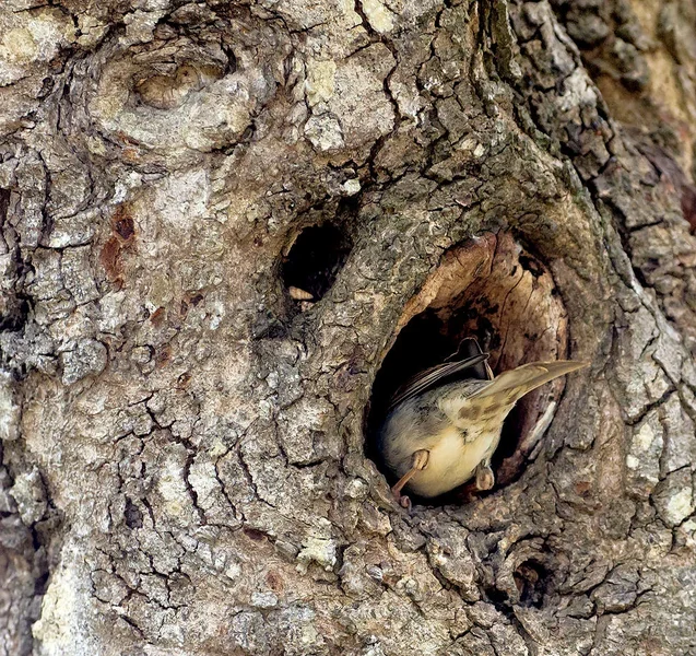 Spatz_3_20120519.webp
