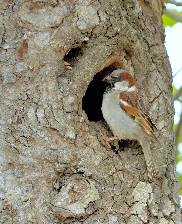 Haussperling (Passer domesticus)_20120521.webp