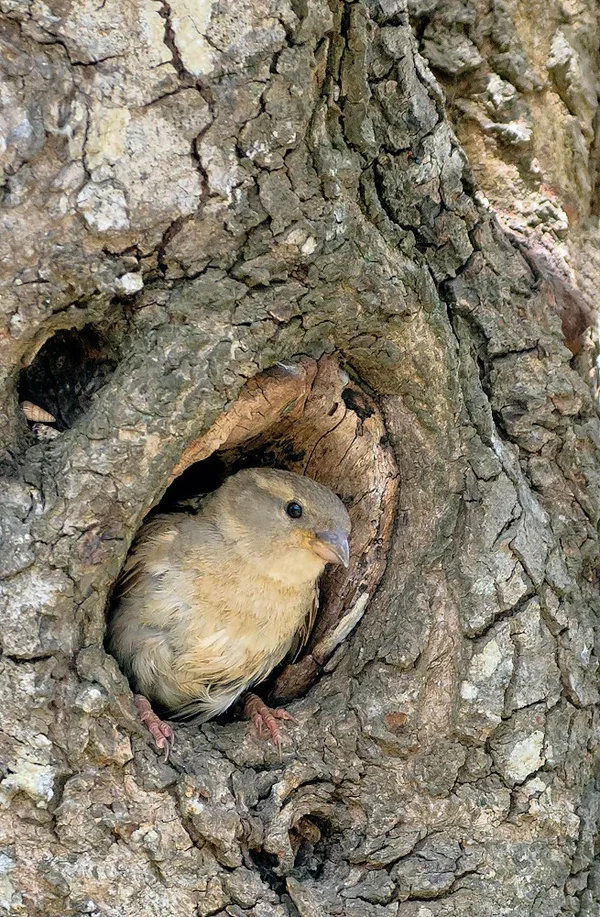 Haussperling (Passer domesticus)_w_20120521.webp