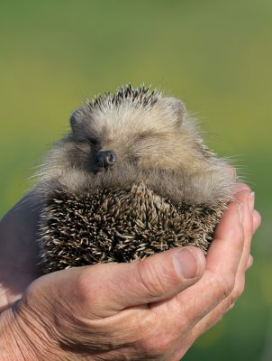 gerettet_20120330.JPG