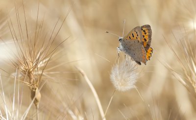 Kleiner Feuerfalter (Lycaena phlaeas)_2_20120522.JPG