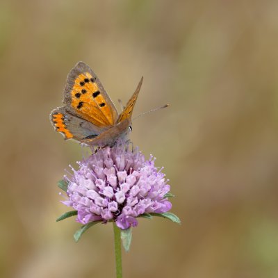 Kleiner Feuerfalter (Lycaena phlaeas)_1_20120522.JPG