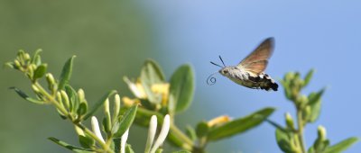 Taubenschwänzchen (Macroglossum stellatarum)_20120523.JPG
