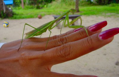 Hand mit Gottesanbeterin.jpg