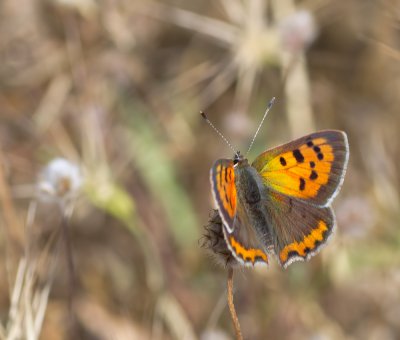 Kleiner Feuerfalter (Lycaena phlaeas)_20120524.JPG