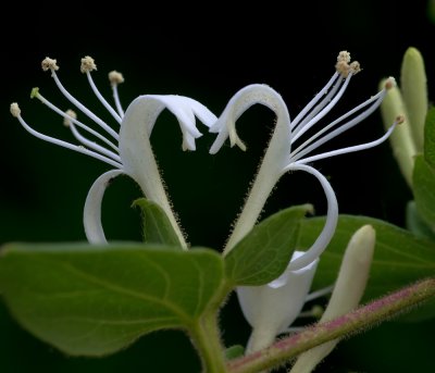 Mittelmeer-Geissblatt (Lonicera etrusca)_20120521.JPG