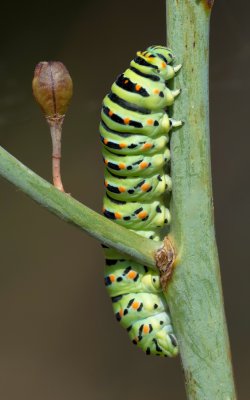 Raupe des Schwalbenschwanz (Papilio machaon)_20120524.JPG