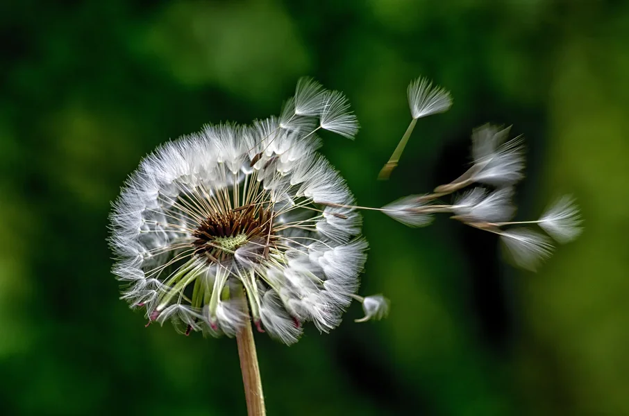 20120520-PICA1636-Bearbeitet.webp